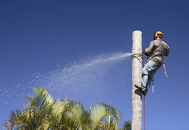 Best Emergency Tree Removal  in Rlborough, MA