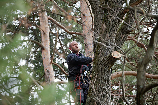 Best Fruit Tree Pruning  in Rlborough, MA